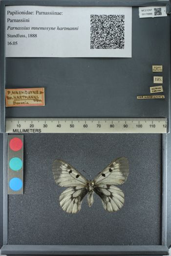 Media type: image;   Entomology 179988